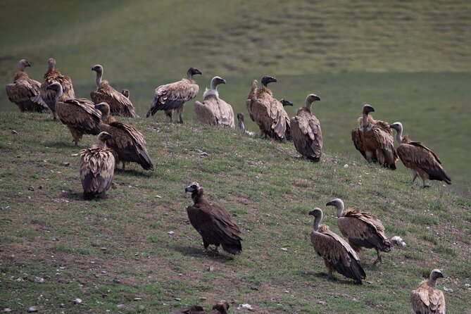 Full-day Private Wilderness tour in Vashlovani National Park - Vultures, reptiles, and the value of waiting