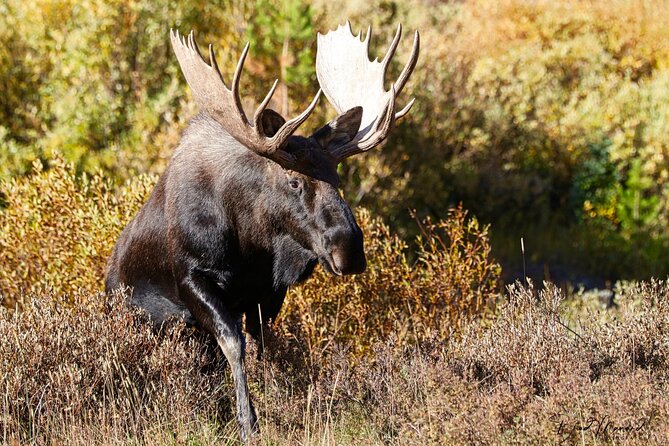 Full-Day Rocky Mountain National Park "Over The Top Tour" - RMNPhotographer - Wildlife stops in Kawuneeche Valley
