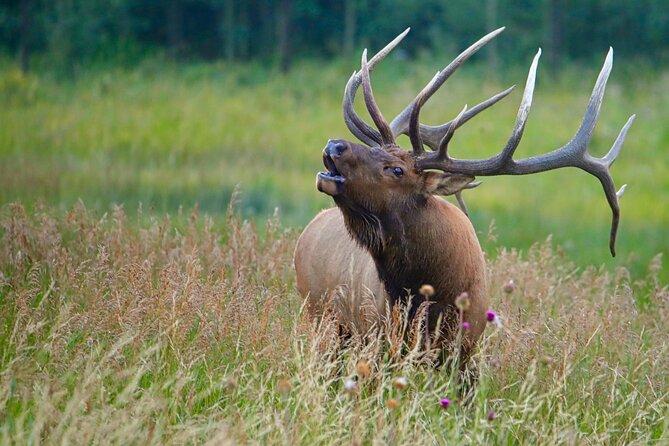 Full-Day Rocky Mountain National Park "Over The Top Tour" - RMNPhotographer - The return drive and extra scenic stops