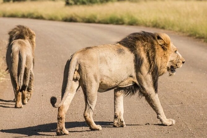 Full Day Safari Tour of Pilanesberg National Park, Open Jeep experience - Lunch, comfort, and the long middle of the day
