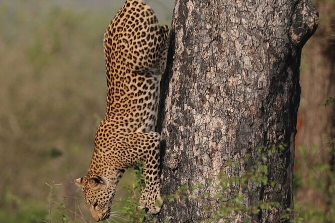 Full Day Safari Tour of Pilanesberg National Park, Open Jeep experience - Price and value at $155.29