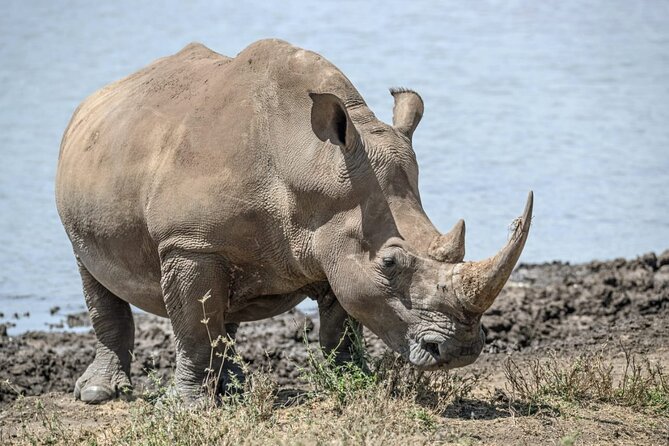 Full Day Safari Tour of Pilanesberg National Park, Open Jeep experience - Who should book this safari