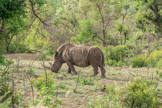 Full Day Safari Tour of Pilanesberg National Park, Open Jeep experience - Booking details worth getting right