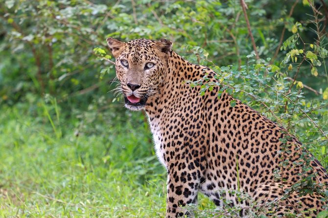 Full day Safari - Yala National Park - 04.30 am to 06.00 pm with - Janaka safari - Why a full day at Yala can be worth the long hours