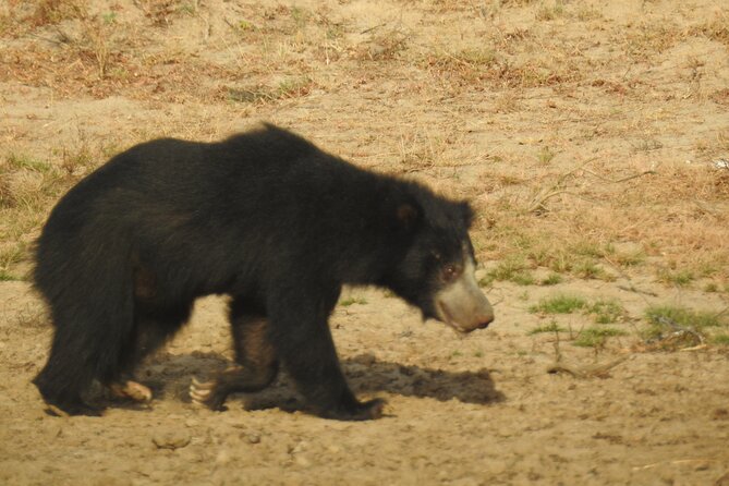 Full day Safari - Yala National Park - 04.30 am to 06.00 pm with - Janaka safari - Elephants, sloth bears, crocodiles, and smaller creatures