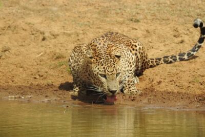Full day Safari – Yala National Park – 04.30 am to 06.00 pm with – Janaka safari