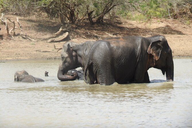 Full day Safari - Yala National Park - 04.30 am to 06.00 pm with - Janaka safari - The guide makes or breaks the day