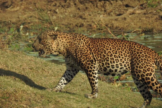 Full day Safari - Yala National Park - 04.30 am to 06.00 pm with - Janaka safari - Breakfast, lunch, and the midday pause