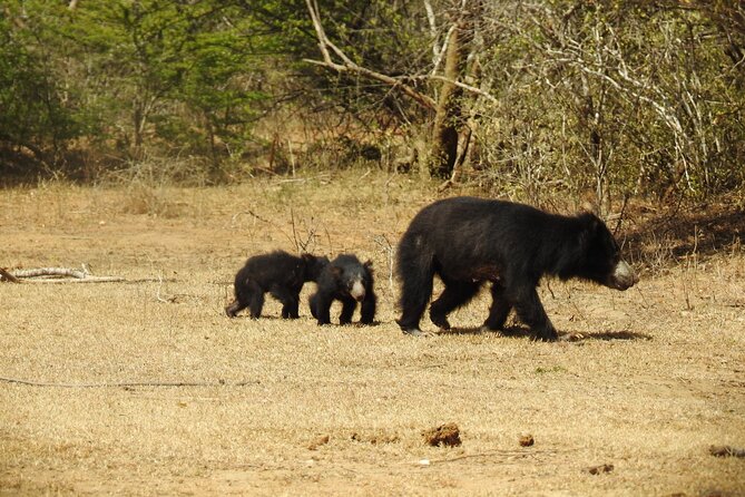 Full day Safari - Yala National Park - 04.30 am to 06.00 pm with - Janaka safari - The unglamorous parts you should know