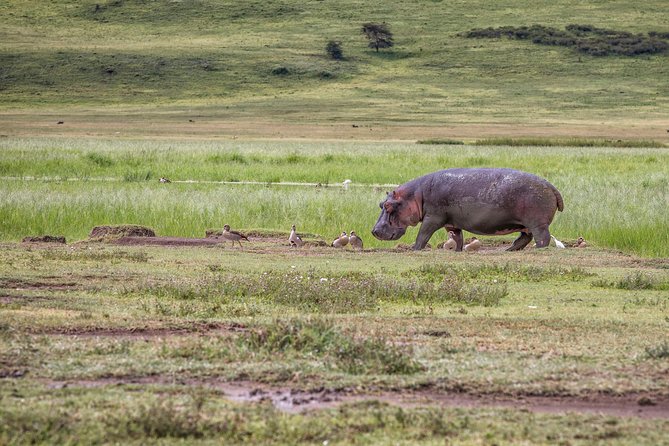 Full Day To Arusha National Park - Why Arusha National Park makes a good first safari day