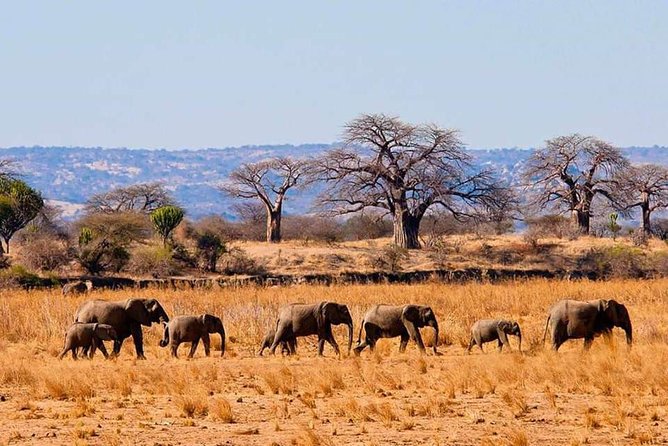 Full Day To Arusha National Park - Giraffes, zebra, buffalo, and warthogs