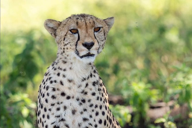 Full Day To Arusha National Park - Forest monkeys and birdlife