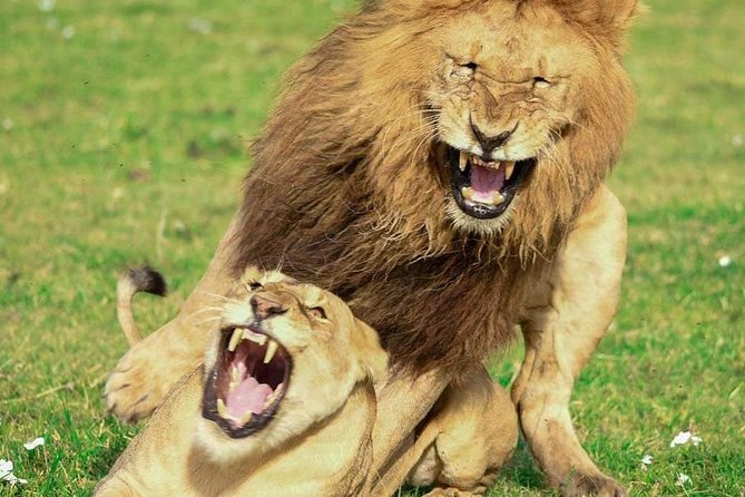 Full Day To Arusha National Park - The walking safari option