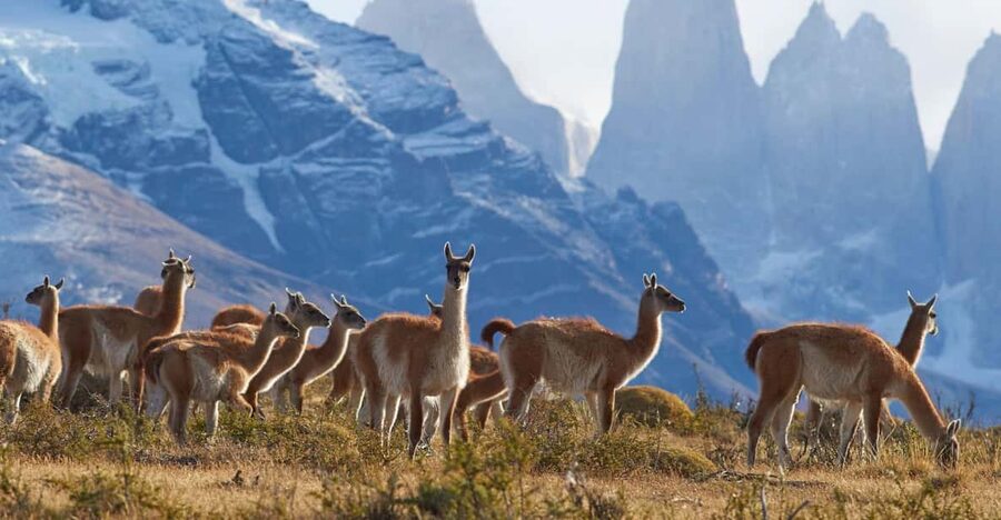 Full-Day Torres del Paine National Park from El Calafate - Nordenskjöld, Laguna Amarga, and Sarmiento Lake