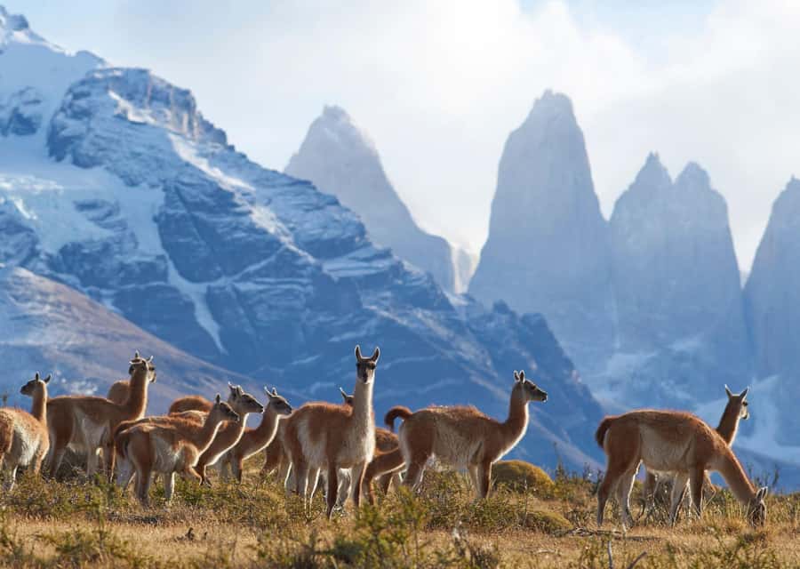 Full-Day Torres del Paine National Park from El Calafate - The 4x4 coach makes the distance manageable