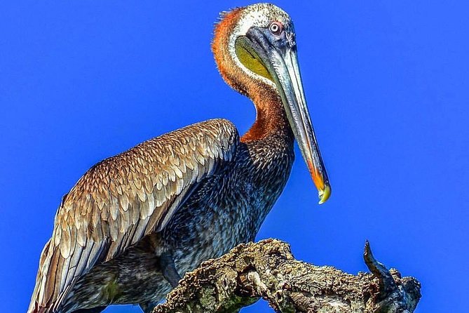Full-Day Tour of Cayo Levantado and Los Haitises National Park - Small details that can improve your day
