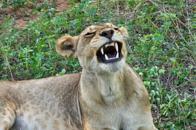 Full Day Tour to Chobe National Park and Botswana