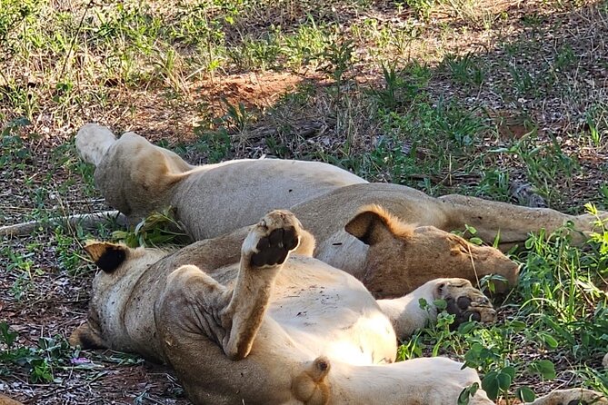 Full Day Tour to Chobe National Park and Botswana - Game viewing in an open-sided vehicle
