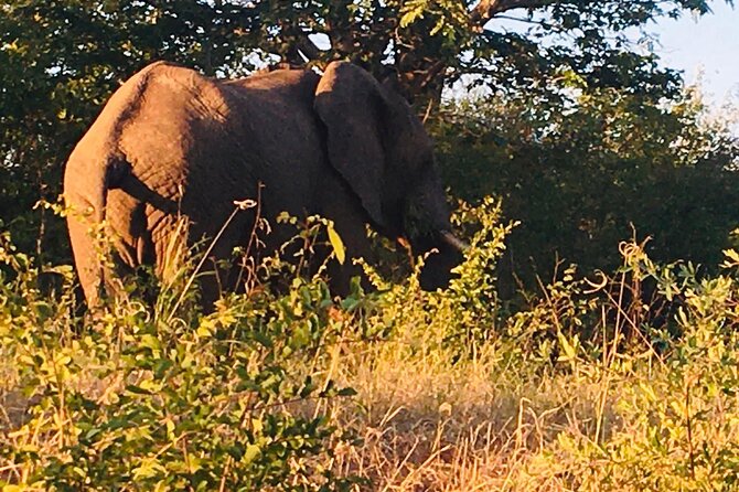 Full Day Tour to Chobe National Park and Botswana - What $180 covers