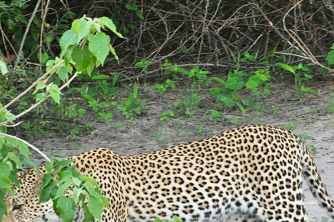 Full Day Tour to Chobe National Park and Botswana - Timing, comfort, and practical limits