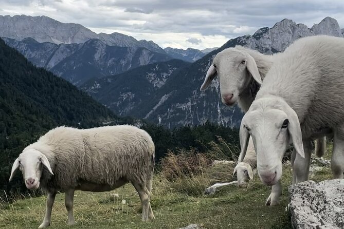 Full-Day Triglav National Park Tour from Ljubljana - Zelenci adds a quiet spring and clear water