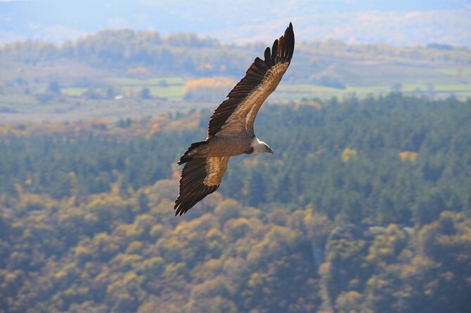 Full Day Trip from Belgrade: Uvac Nature Reserve Tour - Cruising 12 Kilometers Through Uvac Canyon