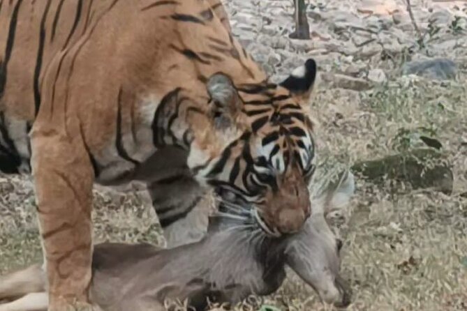 Full-Day Trip to Ranthambore National Park from Jaipur - What the private car adds to the day