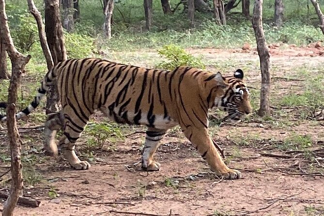 Full-Day Trip to Ranthambore National Park from Jaipur - Entering Ranthambore National Park