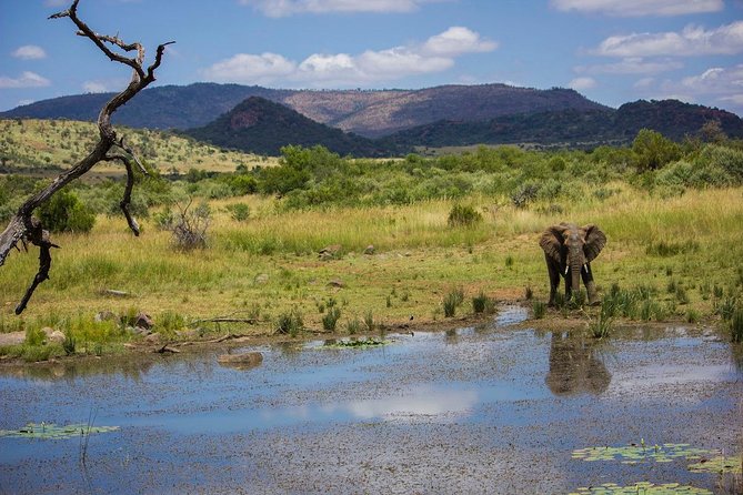 Full Day Ultimate Pilanesberg National Park Safari from Johannesburg or Pretoria - What the $159.89 price covers
