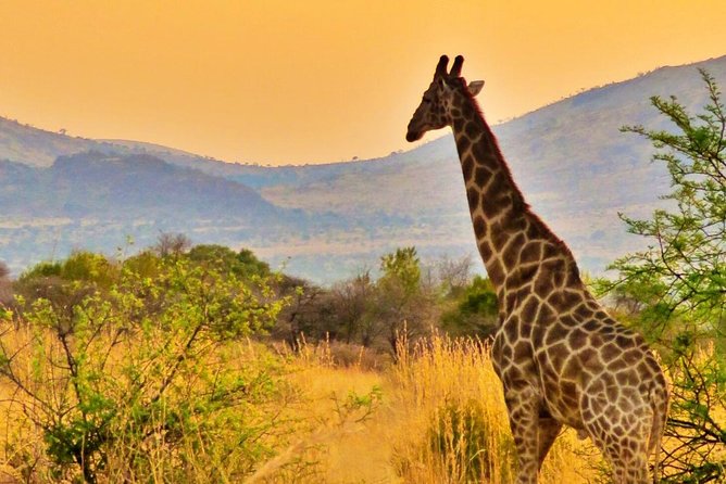 Full Day Ultimate Pilanesberg National Park Safari from Johannesburg or Pretoria - Booking details that matter