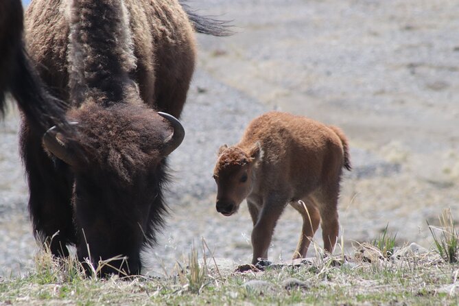 Full Day Yellowstone National Park Tour with lunch included - One long day through Yellowstone’s greatest hits