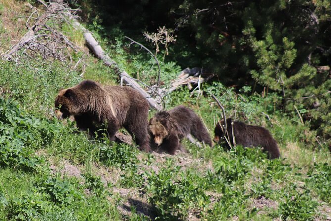 Full Day Yellowstone National Park Tour with lunch included - Why a small van beats driving yourself