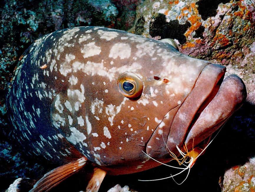 Funchal: Garajau national park - certified divers - Why Garajau is Madeira’s best underwater setting