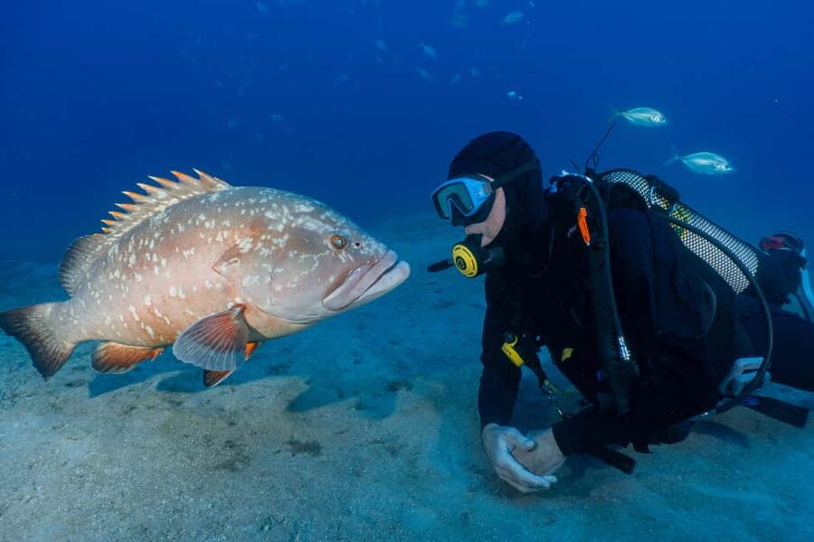 Funchal: Garajau national park - certified divers - Meeting inside the Pestana Carlton