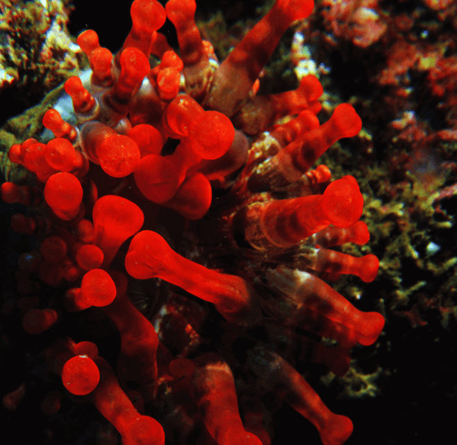 Funchal: Garajau national park - certified divers - Equipment, insurance, and extra costs