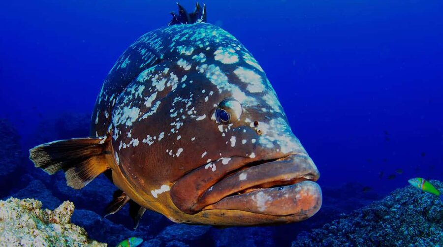 Funchal: Garajau national park - certified divers - A camera is worth bringing, with one condition