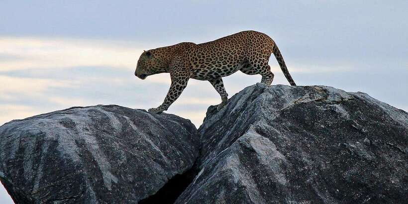 Galle/Unawatuna/Weligama/Mirissa: Yala National Park Safari - Looking for leopards, elephants, and crocodiles