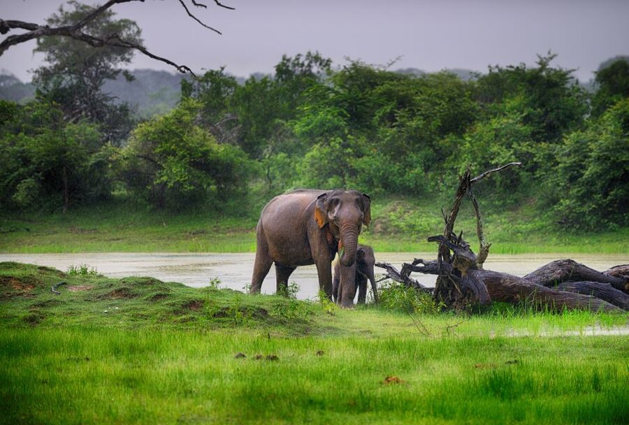Galle/Unawatuna/Weligama/Mirissa: Yala National Park Safari - What the $83 price really covers