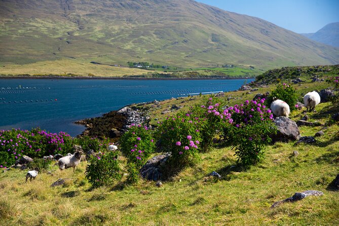 Galway to Connemara National Park Day Tour - Is $52.33 good value?