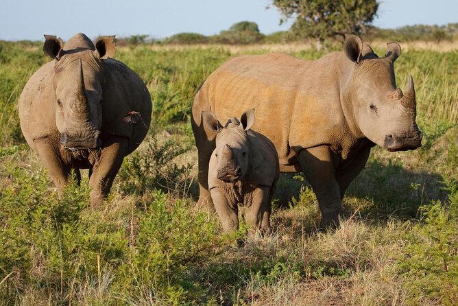 Game drive in the Mosi Oa Tunya National Park - Livingstone - Key points to know before booking
