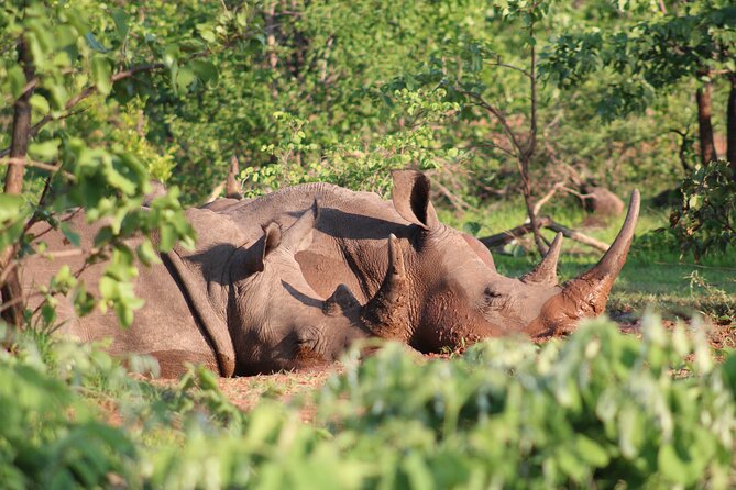 Game drive in the Mosi Oa Tunya National Park - Livingstone - Starting from a Livingstone hotel