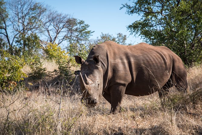 Game drive in the Mosi Oa Tunya National Park - Livingstone - The close encounter with white rhinos