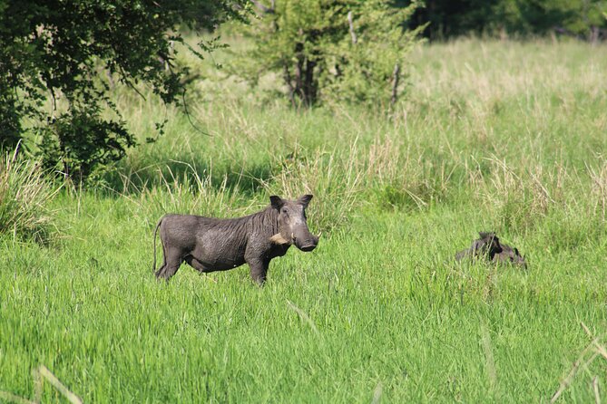 Game drive in the Mosi Oa Tunya National Park - Livingstone - Is $85 per person fair value?