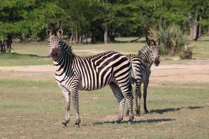 Game drive in the Mosi Oa Tunya National Park - Livingstone - What the experience feels like in practice