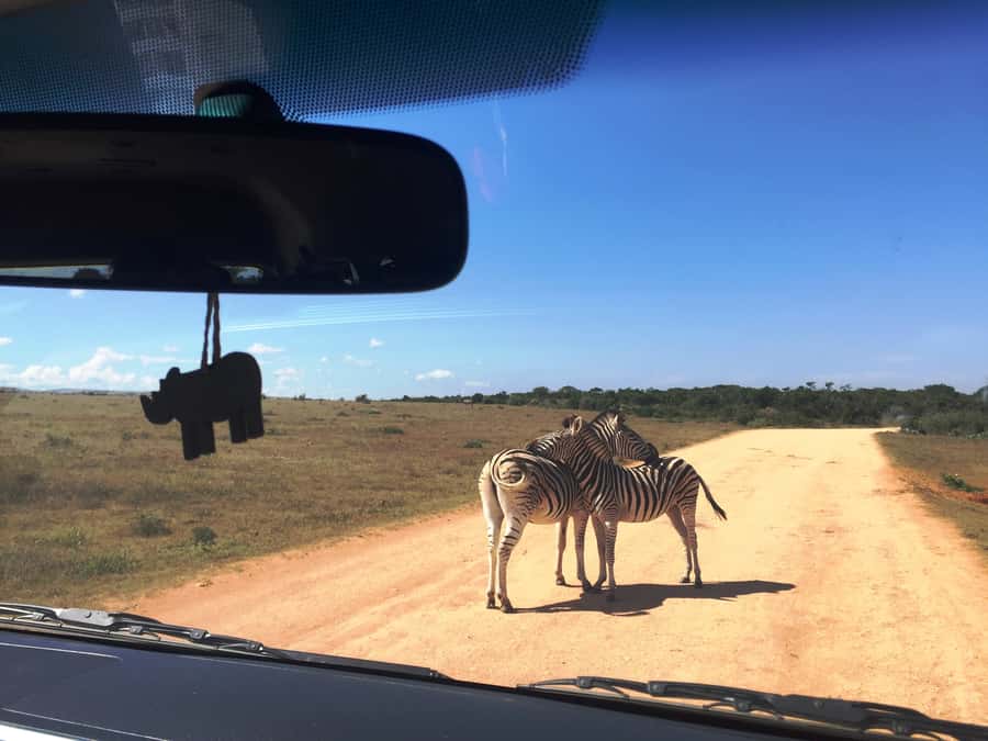 Garden Route and Addo Elephant National Park: 5-Day Safari - The van, guide, and daily rhythm
