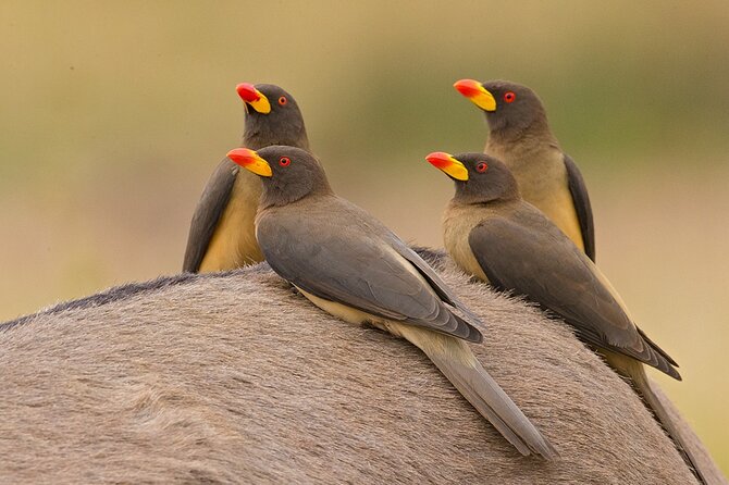 Garden Route and Addo National Park 4 Day Safari - What the $1,431.05 price really buys