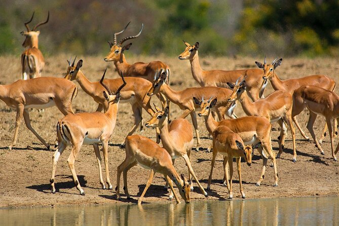 Garden Route and Addo National Park 4 Day Safari - Who should book this Garden Route safari?