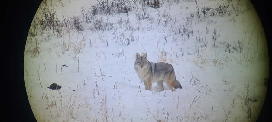 Gardiner: Yellowstone National Park Wildlife Guided Tour - Searching Yellowstone for herds and predators