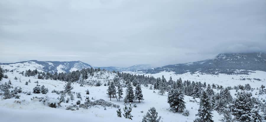 Gardiner: Yellowstone National Park Wildlife Guided Tour - The optional short hike