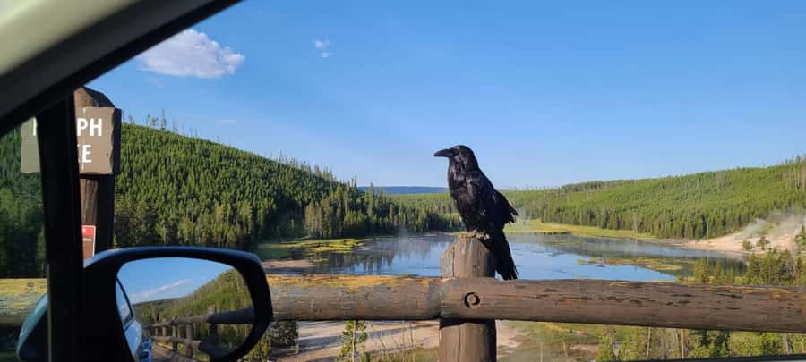Gardiner: Yellowstone National Park Wildlife Guided Tour - Is $850 good value?